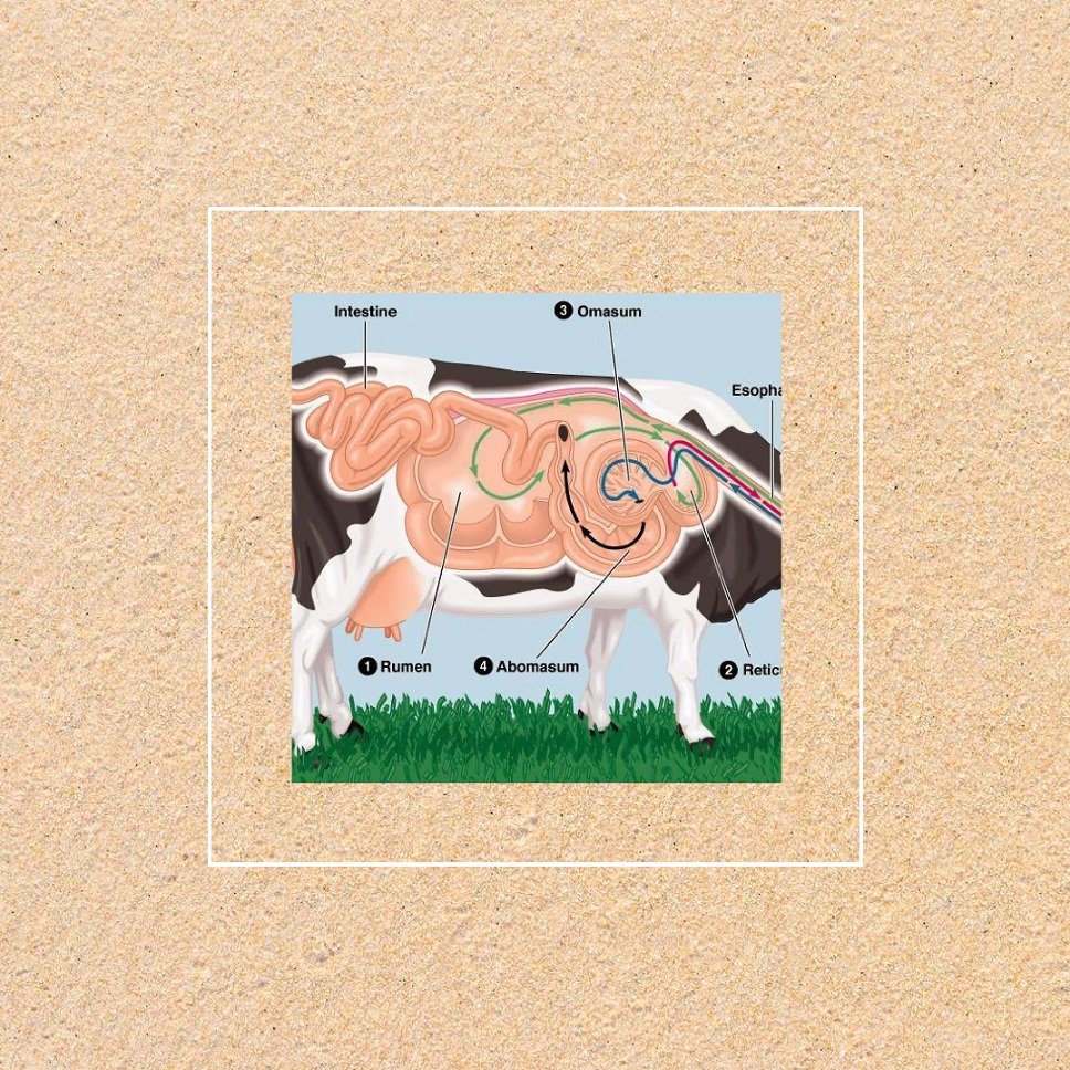 Veterinary Digestive Range