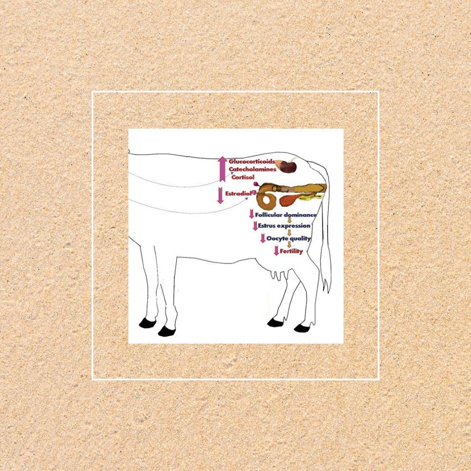 Veterinary Reproductive Range