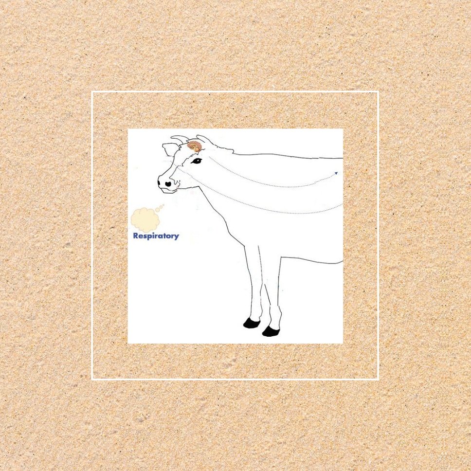 Veterinary Respiratory Range